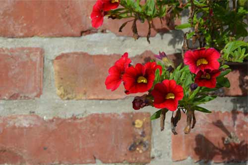 Brick wall with red flowers in front